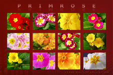 primrose20x30-1-t (72K)