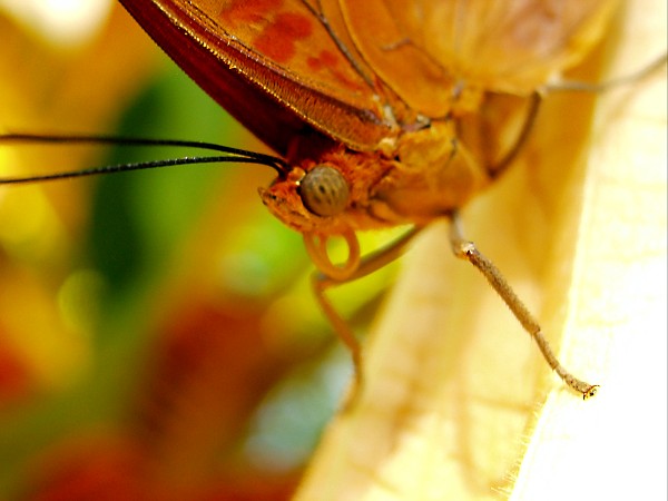 ButterflyPavilion -6 (46K)